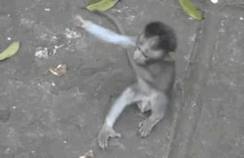 A Monkey Is Sitting On The Ground With Its Hands Up . GIF