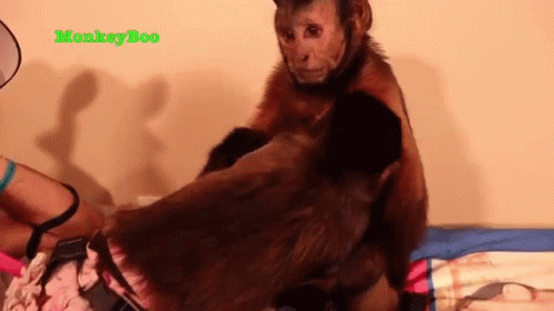 A Monkey Is Sitting On Top Of A Person 'S Shoulder . GIF
