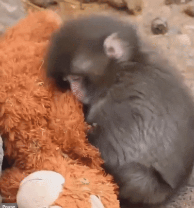 A Monkey Is Sleeping On An Orange Stuffed Animal GIF