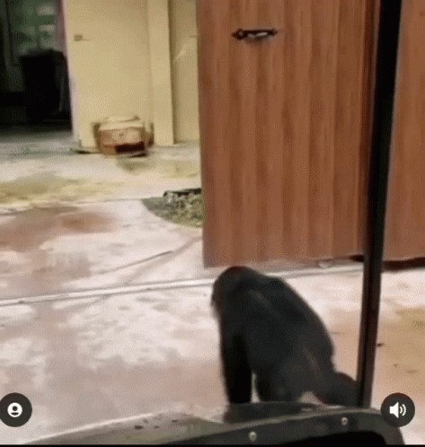 A Monkey Is Standing In Front Of A Wooden Door With The Letter E On The Bottom Right GIF