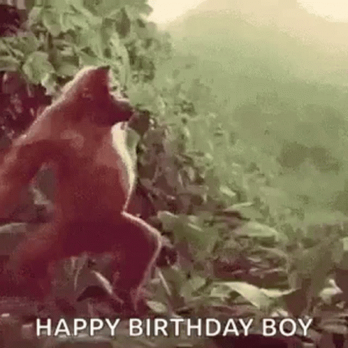a monkey is standing in the jungle with the words `` happy birthday boy '' written below it .