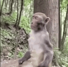 A Monkey Is Standing Next To A Tree In A Forest . GIF