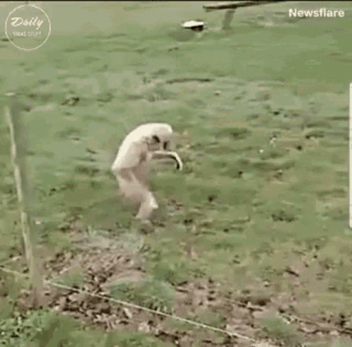 A Monkey Is Walking Across A Grassy Field With Its Arms Outstretched . GIF