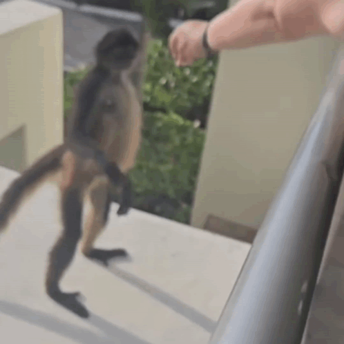 A Monkey Is Walking Down The Stairs Next To A Man . GIF
