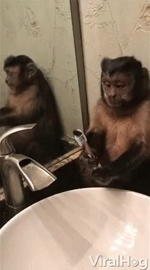 A Monkey Is Washing Its Hands In A Bathroom Sink And Looking At Itself In The Mirror . GIF