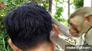 a monkey scratching a man 's head with a make a gif.com watermark