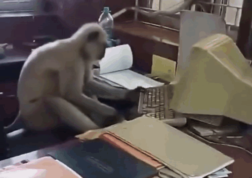 A Monkey Sits At A Desk With A Computer Monitor GIF