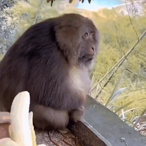 A Monkey Sitting Next To A Banana On A Ledge GIF