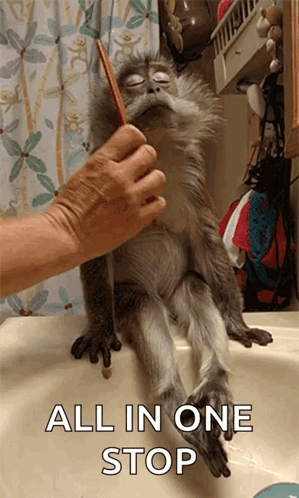 A Monkey Sitting On A Sink Being Brushed By A Person With The Caption " All In One Stop " GIF