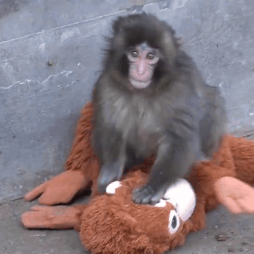 A Monkey Sitting On Top Of A Stuffed Monkey GIF