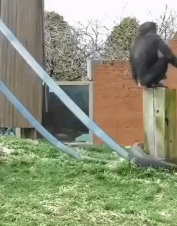 A Monkey Sitting On Top Of A Wooden Post With A Blue Rope Behind It GIF