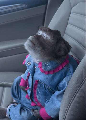 a monkey wearing a denim jacket and pink ruffles is sitting in a car seat