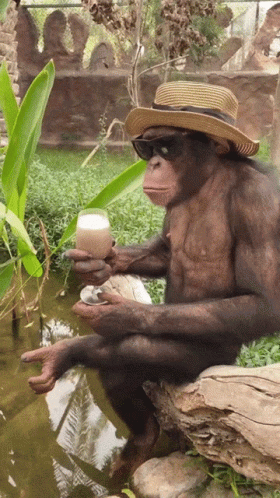 A Monkey Wearing A Hat And Sunglasses Holds A Glass GIF