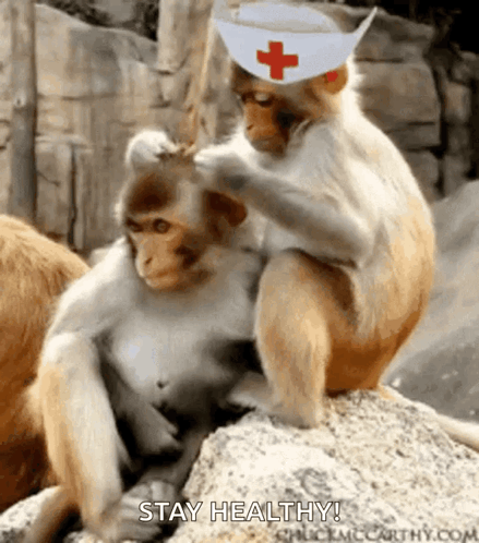 a monkey wearing a nurse 's hat is petting another monkey 's head