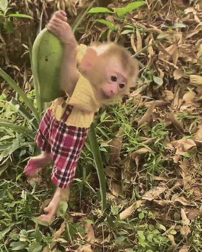 A Monkey Wearing Plaid Shorts And A Yellow Shirt Is Carrying A Green Fruit GIF