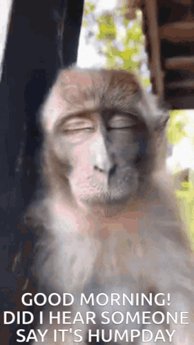 A Monkey With Its Eyes Closed And The Words `` Good Morning Did I Hear Someone Say It 'S Humpday '' GIF