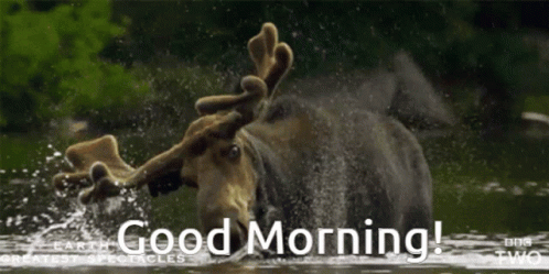 A Moose Is Splashing In The Water And The Words Good Morning Are Below It GIF