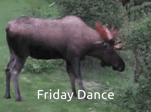 A Moose Is Walking Through A Grassy Field With The Words Friday Dance Written Above It . GIF