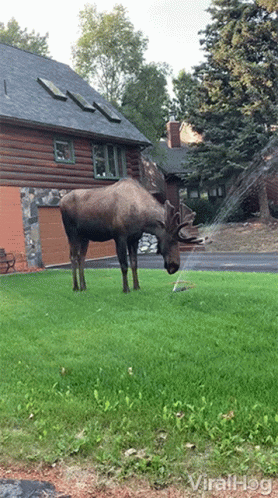 A Moose Standing In Front Of A House Eating Grass GIF