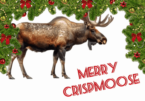 A Moose Standing Under A Christmas Tree With Merry Crispmoose Written In Red GIF