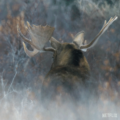 A Moose With A Netflix Logo On The Bottom Left GIF