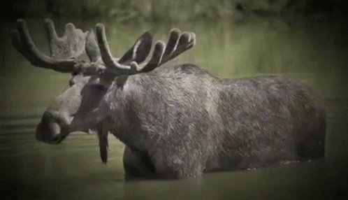 A Moose With Antlers Is Swimming In A Lake . GIF