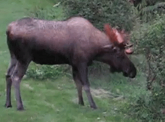 A Moose With Red Antlers Is Grazing In A Field . GIF