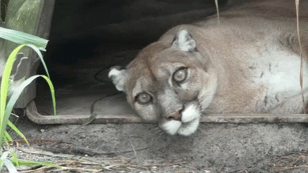 A Mountain Lion Is Laying In The Dirt Looking At The Camera GIF