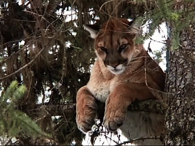A Mountain Lion Is Sitting On A Tree Branch With The Letters Ewf Visible In The Background GIF
