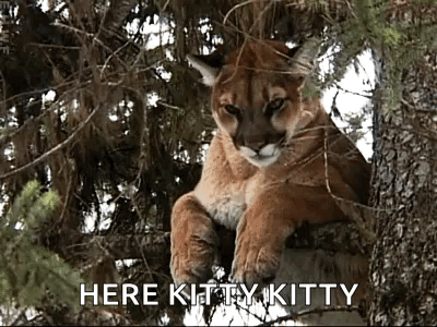 A Mountain Lion Is Sitting On A Tree Branch With The Words Here Kitty Kitty Written Below It . GIF