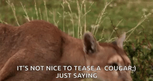 A Mountain Lion Is Standing In The Grass And Says It 'S Not Nice To Tease A Cougar . GIF
