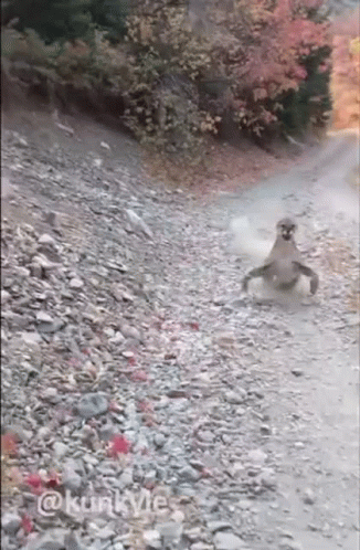 A Mountain Lion Is Walking Down A Rocky Road In The Woods . GIF