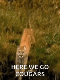 A Mountain Lion Is Walking Through A Grassy Field And Says `` Here We Go Cougars '' . GIF