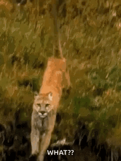 A Mountain Lion Is Walking Through The Woods And Says `` What ? '' GIF