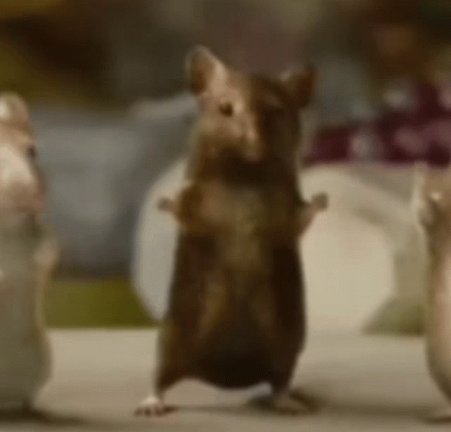 A Mouse Is Standing On Its Hind Legs In Front Of Two Other Mice GIF