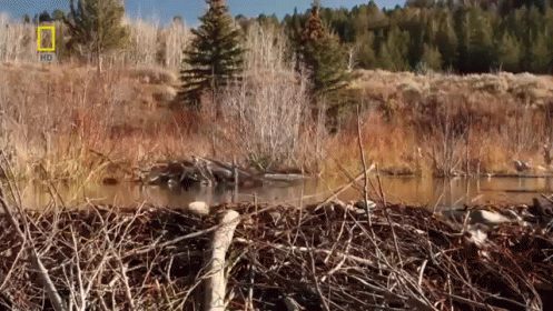 A National Geographic Logo Can Be Seen In The Background Of A Field GIF