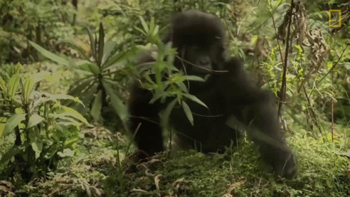 A National Geographic Logo Can Be Seen On The Bottom Right Of A Picture Of A Gorilla GIF