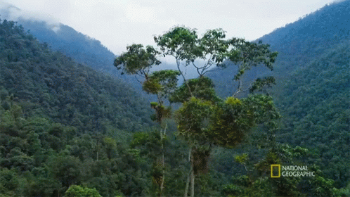 A National Geographic Photo Of A Forest GIF