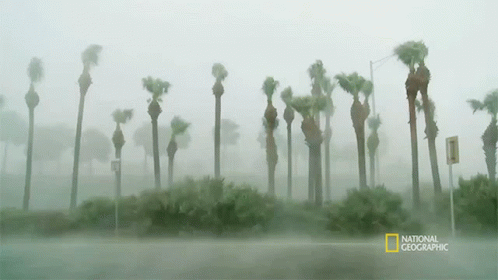 A National Geographic Photo Of Palm Trees In A Storm GIF