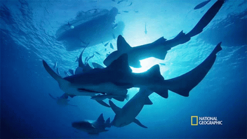 A National Geographic Photo Of Sharks In The Water GIF