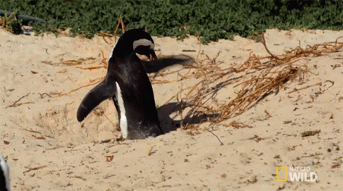 A National Geographic Wild Penguin Is Digging In The Sand GIF