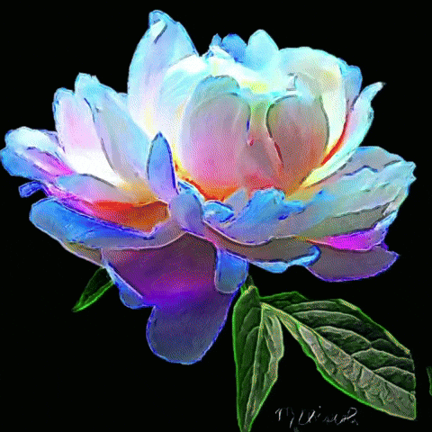 A Painting Of A Colorful Flower With A Green Leaf On A Black Background With The Signature T.j. Windsor GIF