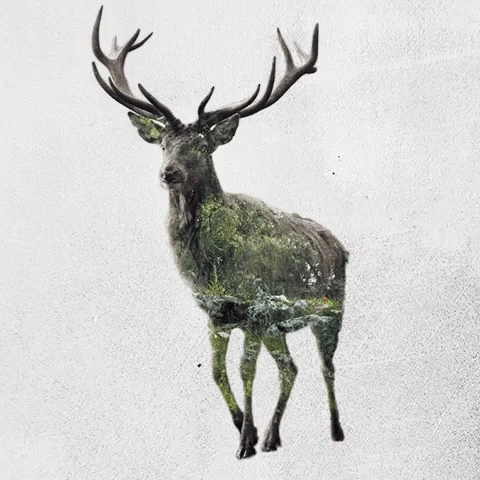 A Painting Of A Deer With Antlers And A Forest In The Background GIF