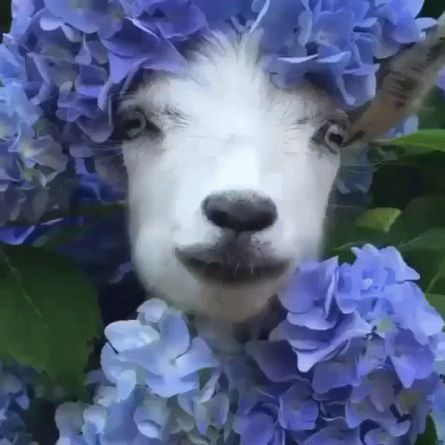 A Painting Of A Goat Surrounded By Blue Hydrangea Flowers GIF