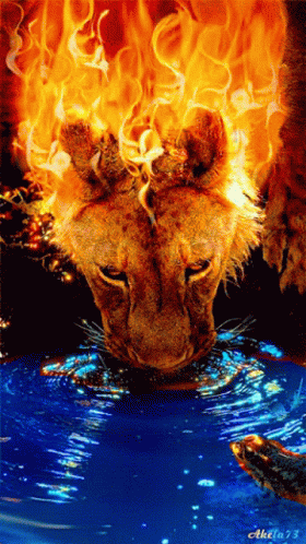 A Painting Of A Lion Drinking From A Pool Of Water With The Number 73 On The Bottom GIF