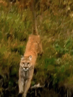 A Painting Of A Mountain Lion Walking Through The Woods . GIF