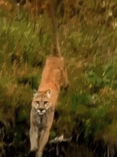A Painting Of A Mountain Lion Walking Through The Woods . GIF