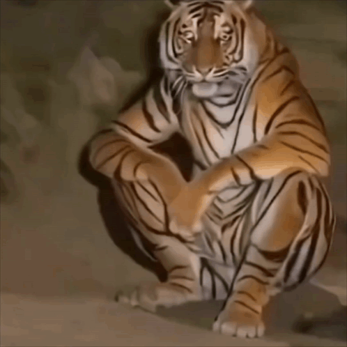 A Painting Of A Tiger Sitting Down With Its Paws Crossed GIF