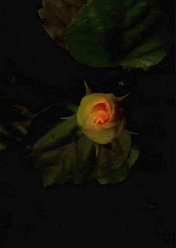 A Painting Of A Yellow Flower With A Black Background GIF