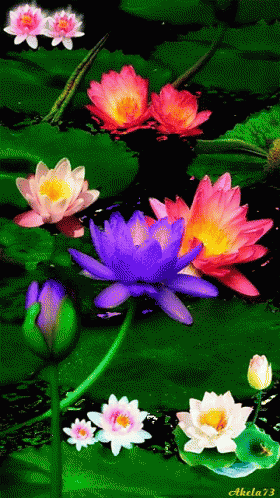 A Painting Of Water Lilies With The Name Akela73 At The Bottom GIF